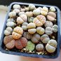 10 Pcs Mixed 10 Types of Lithops Succulent Seeds
