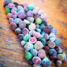 10 Pcs Lithops Mixed 10 Types of Living Stones Seeds