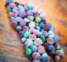 10 Pcs Lithops Mixed 10 Types of Living Stones Seeds