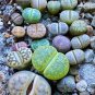 10 Pcs Lithops Mixed 10 Types of Living Stones Seeds