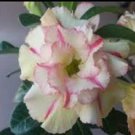 2 Pcs Rare 'Jin Chan' Adenium Desert Rose Seeds