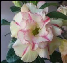 2 Pcs Rare 'Jin Chan' Adenium Desert Rose Seeds