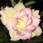 2 Pcs Rare 'Jin Chan' Adenium Desert Rose Seeds