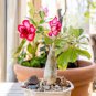 2 Pcs Mixed 2 Kind of Adenium Desert Rose Seeds