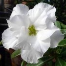 2 Pcs Rare 'western saint' Adenium Desert Rose Seeds 2 Pcs Rare 'western saint' Adenium Desert Rose Seeds