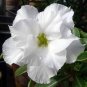 2 Pcs Rare 'western saint' Adenium Desert Rose Seeds