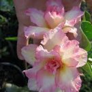 2 Pcs Rare 'shy pink girl' Adenium Desert Rose Seeds