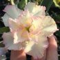 2 Pcs Rare 'shy pink girl' Adenium Desert Rose Seeds
