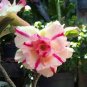 2 Pcs Mixed 'the star' Adenium Desert Rose Seeds
