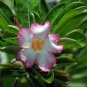 2 Pcs Mixed Pink & Crimson Red Adenium Desert Rose Seeds