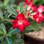 2 Pcs Mixed Pink & Crimson Red Adenium Desert Rose Seeds