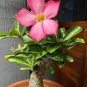 2 Pcs Mixed Pink & Crimson Red Adenium Desert Rose Seeds