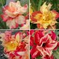 2 Pcs Imported 'Dazzling Girl' Colorful Adenium Desert Rose Seeds