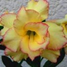 2 Pcs Heirloom 'Yellow Face' Yellow Desert Rose with Red Stripe Flower Seeds 2 Pcs Heirloom 'Yellow Face' Yellow Desert Rose with Red Stripe Flower Seeds