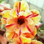2 Pcs Heirloom 'Yellow Face' Yellow Desert Rose with Red Stripe Flower Seeds
