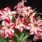 2 Pcs 'Border Gem' Adenium Obesum Indoor Bonsai Flower Seeds