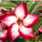2 Pcs 'Border Gem' Adenium Obesum Indoor Bonsai Flower Seeds