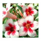 2 Pcs 'Bright Gem' Adenium Obesum White Red Herat Desert Rose Seeds
