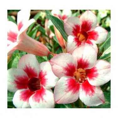 2 Pcs 'Bright Gem' Adenium Obesum White Red Herat Desert Rose Seeds