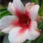 2 Pcs 'Bright Gem' Adenium Obesum White Red Herat Desert Rose Seeds
