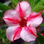 2 Pcs 'Bright Gem' Adenium Obesum White Red Herat Desert Rose Seeds