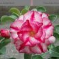 2 Pcs 'Double Moons' Adenium Obesum Indoor Bonsai Desert Rose Seeds