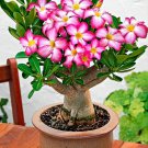 2 Pcs Heirloom 'Somalense' Adenium White Pink Desert Rose Seeds
