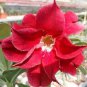 2 Pcs New 'Topi' Tropical Plants Adenium Desert Rose Flower Seeds