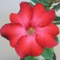 2 Pcs New 'Topi' Tropical Plants Adenium Desert Rose Flower Seeds