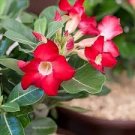 2 Pcs 'Excellent Lover' Adenium Obesum Indoor Desert Rose Seeds