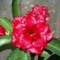 2 Pcs 'Excellent Lover' Adenium Obesum Indoor Desert Rose Seeds