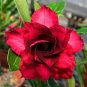 2 Pcs 'Excellent Lover' Adenium Obesum Indoor Desert Rose Seeds