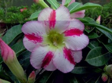 2 Pcs 'Fragrant Delight' Adenium Obesum Bangkok kalachuchi Flower Seeds
