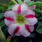 2 Pcs 'Fragrant Delight' Adenium Obesum Bangkok kalachuchi Flower Seeds