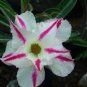 2 Pcs 'Fragrant Delight' Adenium Obesum Bangkok kalachuchi Flower Seeds