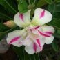 2 Pcs 'Fragrant Delight' Adenium Obesum Bangkok kalachuchi Flower Seeds