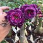 2 Pcs 'Blue Spirit' Adenium Obesum Perennial Bonsai Flower Seeds