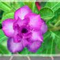 2 Pcs 'Blue Spirit' Adenium Obesum Perennial Bonsai Flower Seeds