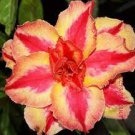 2 Pcs New Release 'Diamond' Light Pink Double Flowers Red Stripe Adenium Obesum Seeds 2 Pcs New Release 'Diamond' Light Pink Double Flowers Red Stripe Adenium Obesum Seeds