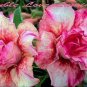 2 Pcs New Release 'Diamond' Light Pink Double Flowers Red Stripe Adenium Obesum Seeds