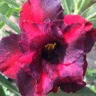 2 Pcs Rare Heirloom 'Tasi' Purple Red Adenium Perennial Flower Seeds 2 Pcs Rare Heirloom 'Tasi' Purple Red Adenium Perennial Flower Seeds
