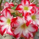 2 Pcs Heirloom Adenium New Pumsawai Desert Rose Bonsai Seeds 2 Pcs Heirloom Adenium New Pumsawai Desert Rose Bonsai Seeds