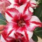 2 Pcs Heirloom Adenium New Pumsawai Desert Rose Bonsai Seeds