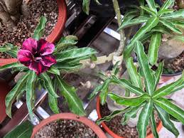 2 Pcs 'zi xia xian zi' Adenium Desert Rose