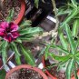 2 Pcs 'zi xia xian zi' Adenium Desert Rose