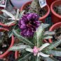 2 Pcs 'zi xia xian zi' Adenium Desert Rose