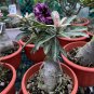 2 Pcs 'zi xia xian zi' Adenium Desert Rose