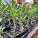2 Pcs 'Chounv Wudi' Adenium Desert Rose