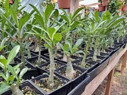 2 Pcs 'Chounv Wudi' Adenium Desert Rose