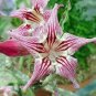 2 Pcs 'Chounv Wudi' Adenium Desert Rose